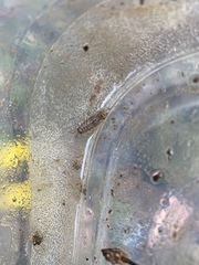Ligidium blueridgense