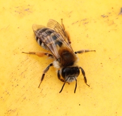 Andrena gravida