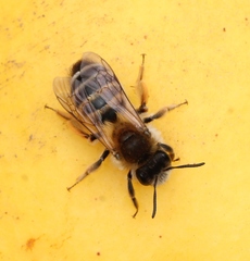 Andrena gravida