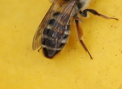 Andrena gravida