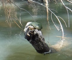 Sternotherus intermedius