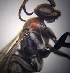 Agenioideus punicus