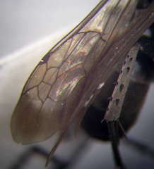 Agenioideus punicus