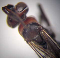 Agenioideus punicus