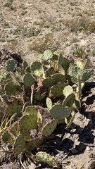 Opuntia dulcis