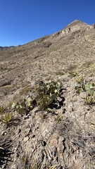 Opuntia dulcis