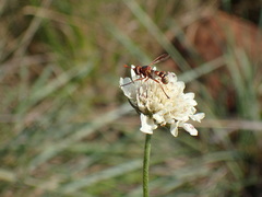Conopini