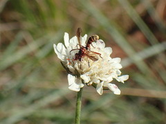 Conopini
