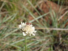 Conopini