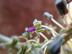 Ledebouria floribunda