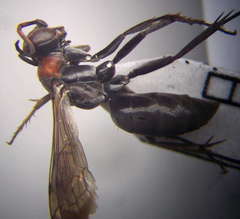 Agenioideus punicus