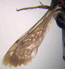 Agenioideus punicus