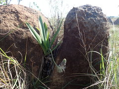 Ledebouria floribunda