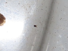 Sminthurinus minutus