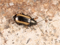 Phyllotreta vittula