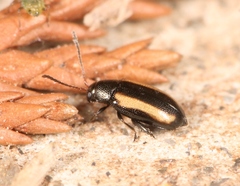 Phyllotreta vittula