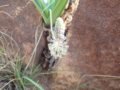 Ledebouria floribunda