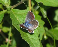 Hemiargus