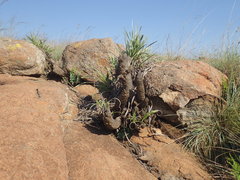 Xerophyta vallispongolana