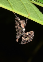 Pseudacanthops