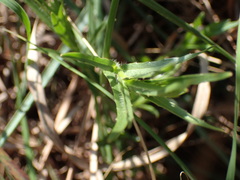 Wahlenbergia krebsii