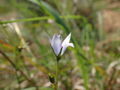 Wahlenbergia krebsii