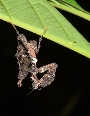 Pseudacanthops