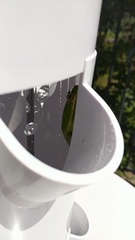 Hyla cinerea