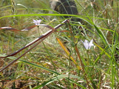 Wahlenbergia krebsii