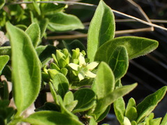 Vangueria macrocalyx