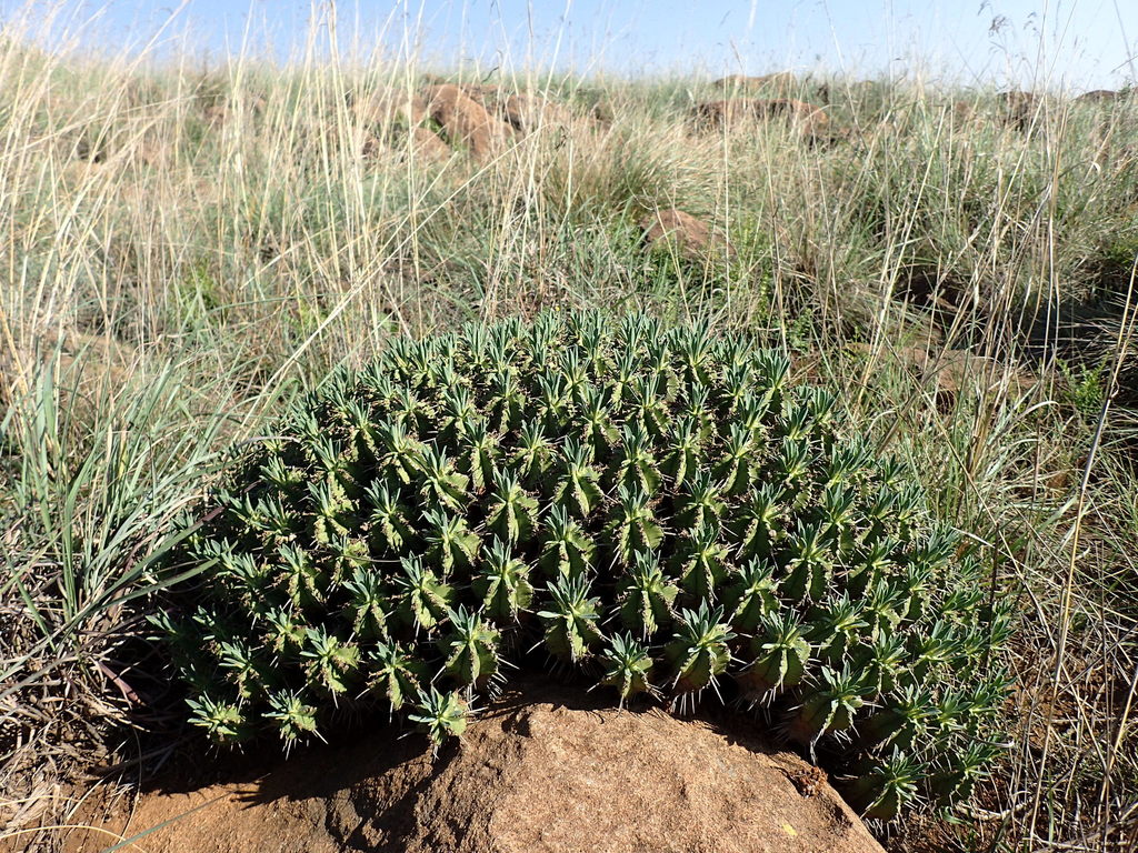 Euphorbia pulvinata Marloth