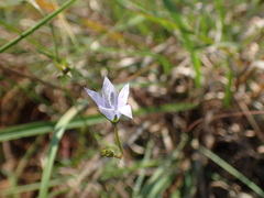 Wahlenbergia krebsii