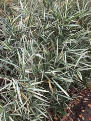 Pleioblastus fortunei