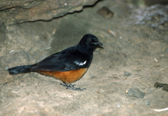 Thamnolaea cinnamomeiventris