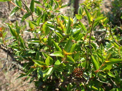 Cephalanthus natalensis