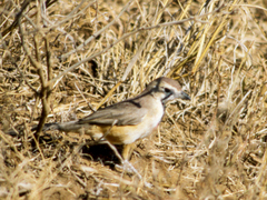 Rhodophoneus cruentus