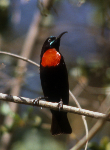 Hunter's Sunbird (Chalcomitra hunteri), photo 7
