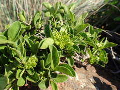 Vangueria macrocalyx