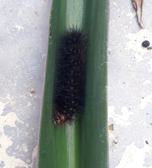 Erebidae