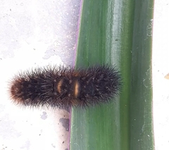 Erebidae