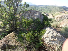 Cephalanthus natalensis