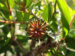 Cephalanthus natalensis