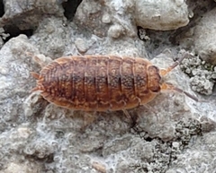 Porcellio scaber