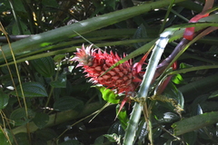 Ananas comosus bracteatus