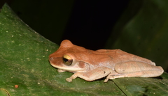 Osteocephalus planiceps