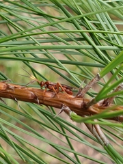 Spilichneumon