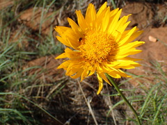 Berkheya subulata subulata