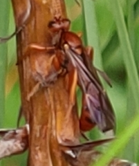 Spilichneumon