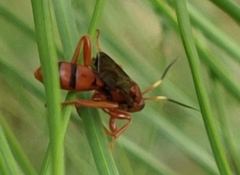 Spilichneumon