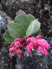 Gaultheria sclerophylla